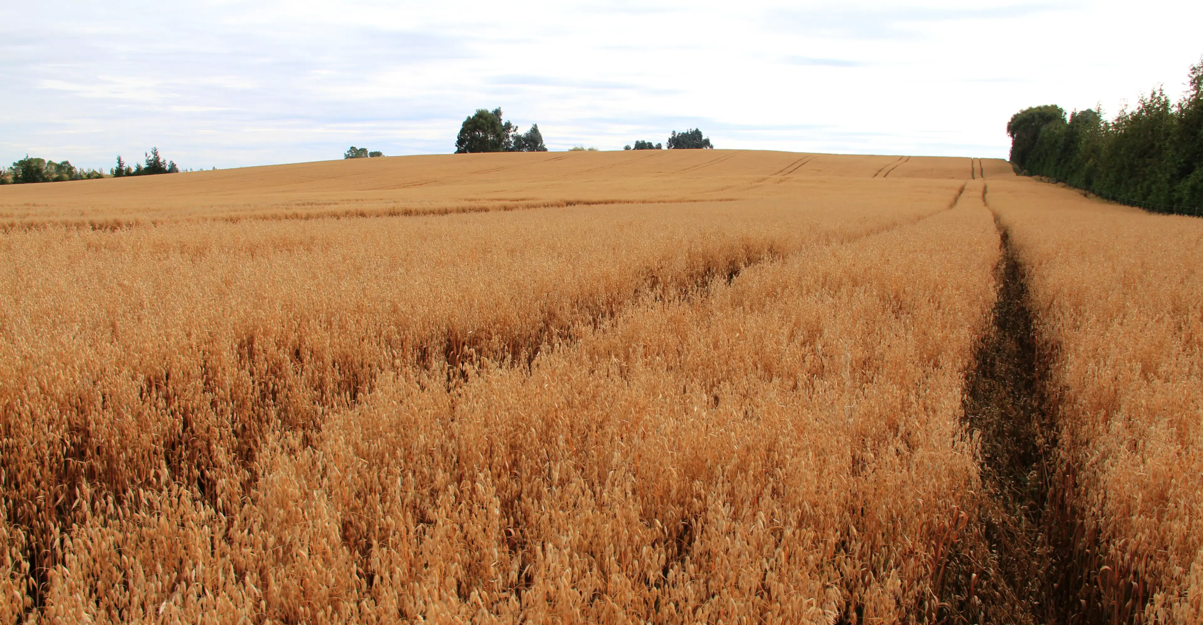 Premium Oats from the South Island